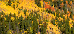 Fall colors mountainside